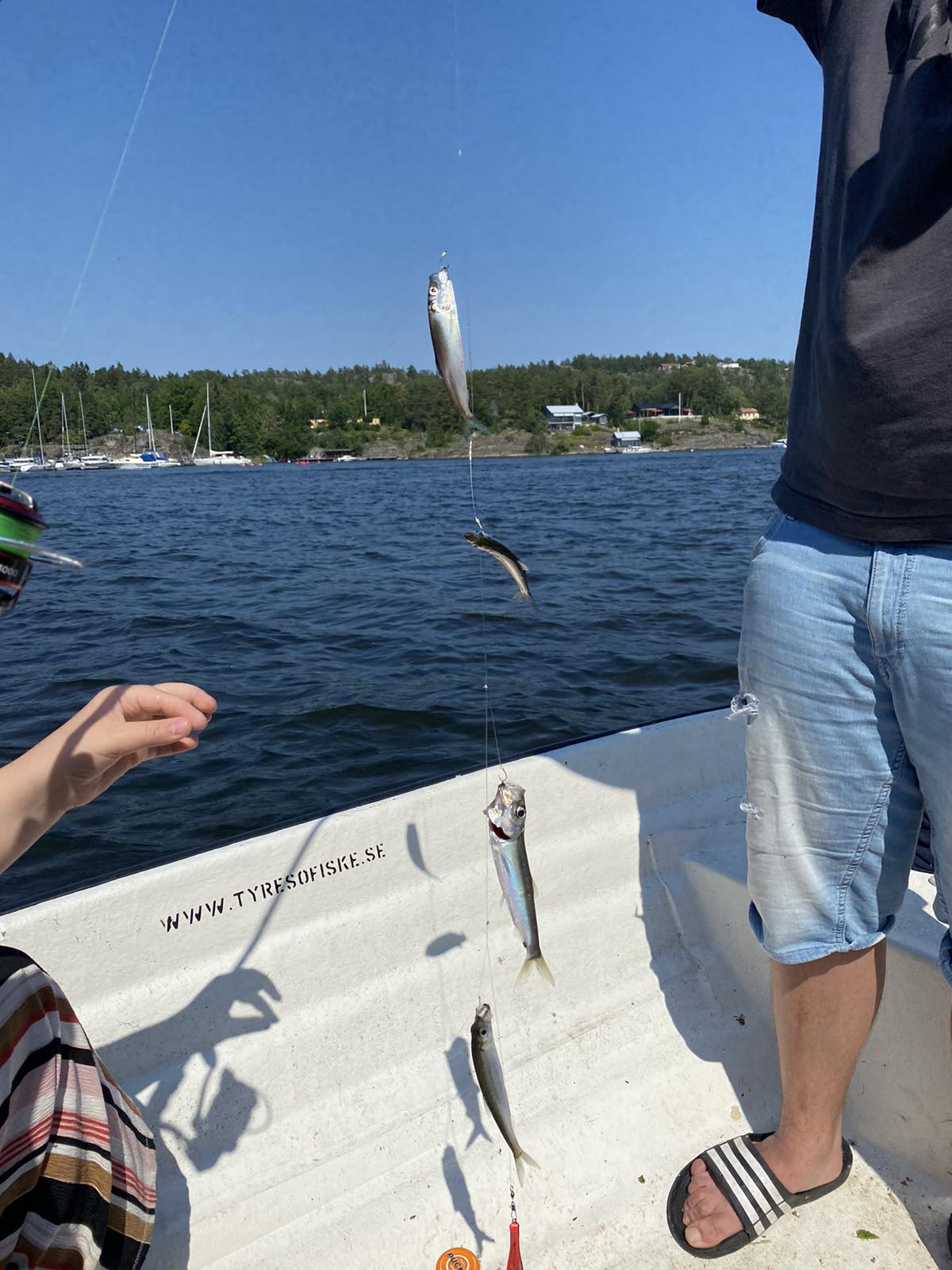 🐟 Салака и скумбрия